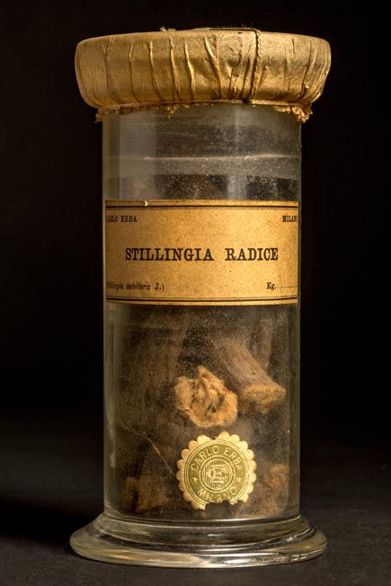 STILLINGIA - radice